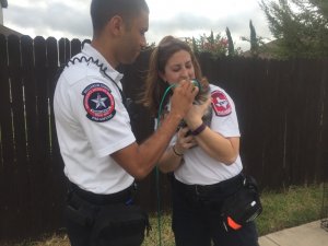 Four pets rescued from home fire